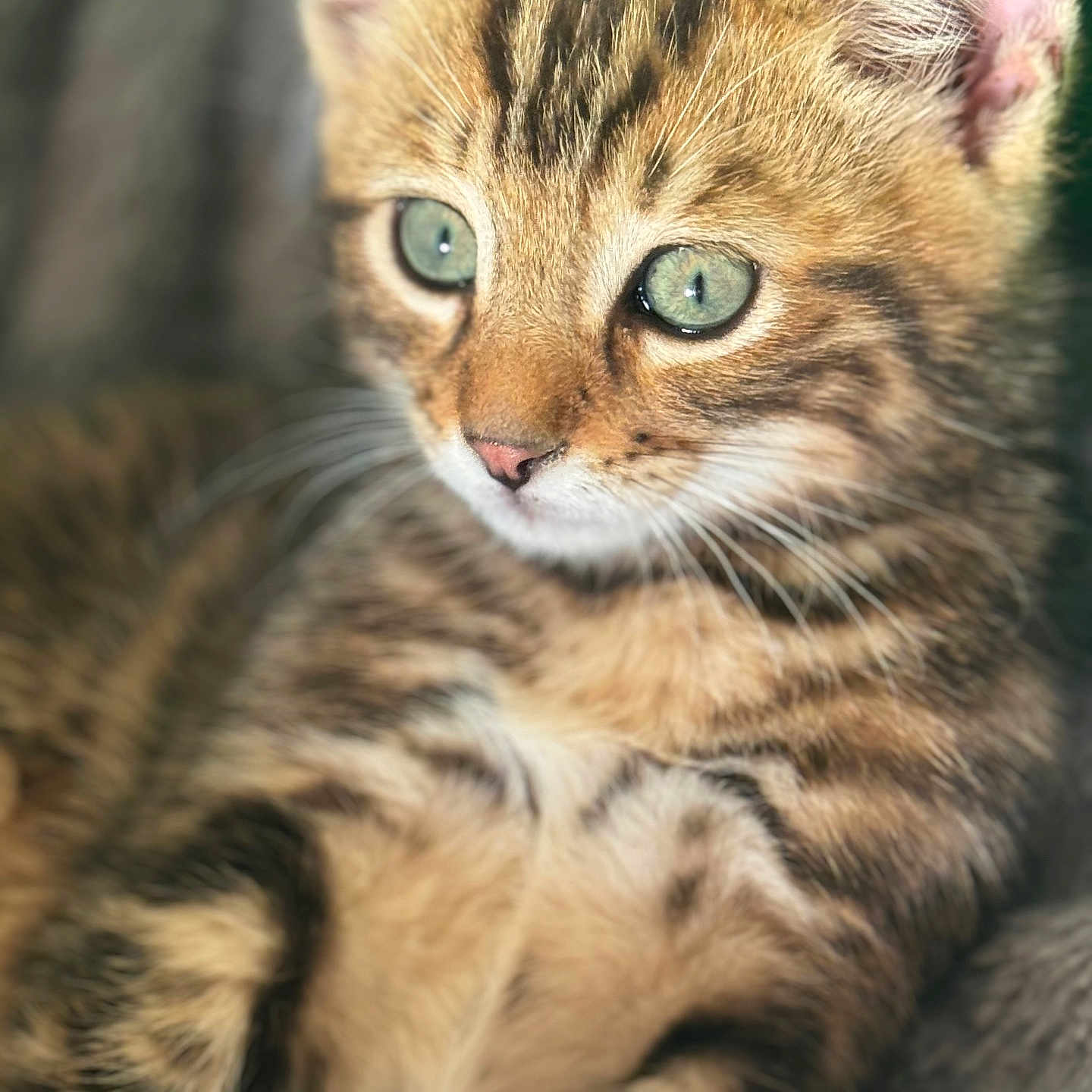 Roockie participe au concours pour gagner de l'argent avec cette photo : adorable, animal, cat, close_up, cozy, cute, domestic_cat, feline, furry, green_eyes, indoor, kitten, pet, portrait, relaxed, soft_fur, striped, tabby, whiskers, young