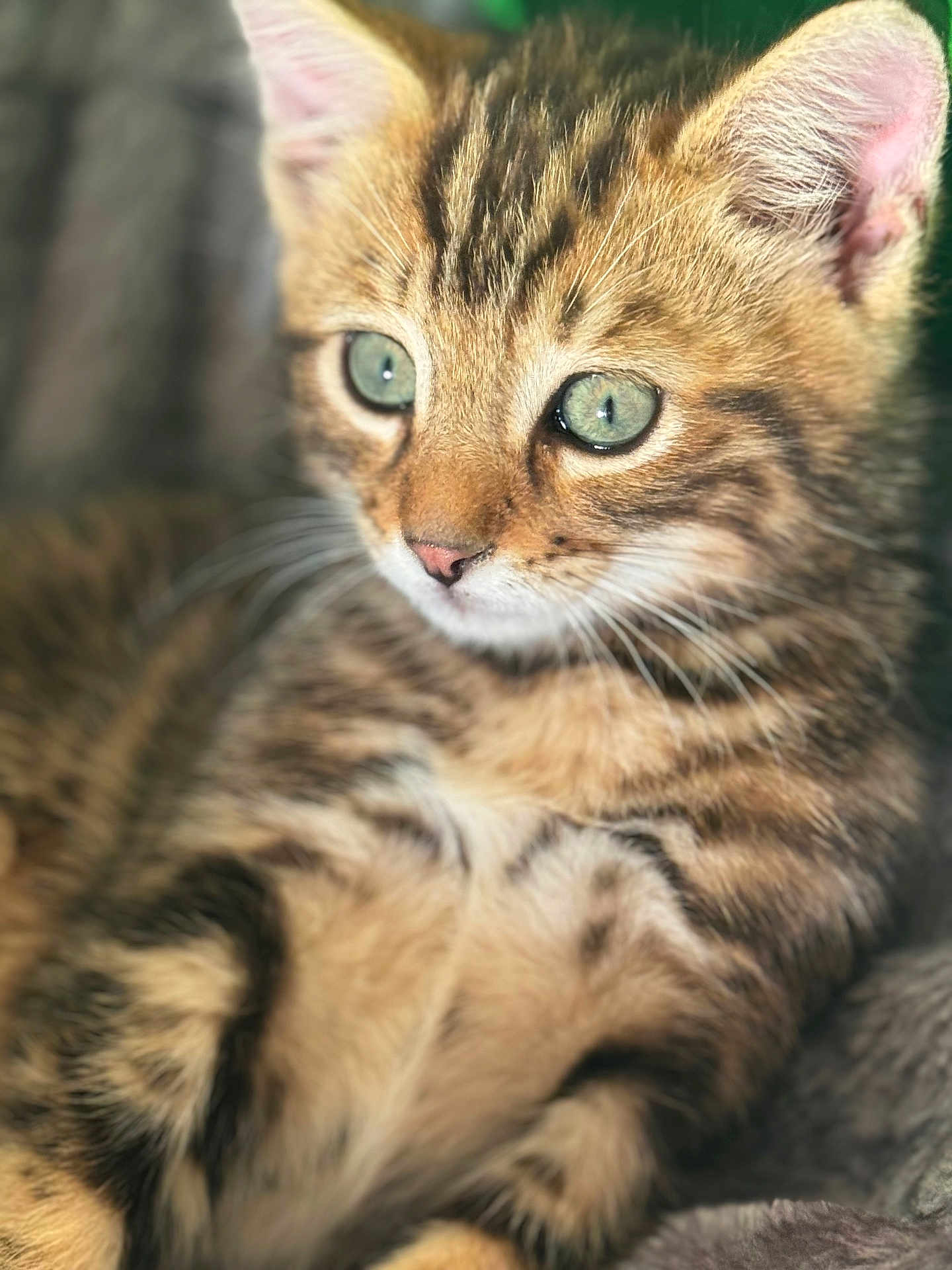 Roockie participe au concours pour gagner de l'argent avec cette photo : kitten, cat, tabby, close_up, green_eyes, furry, pet, animal, cute, whiskers, soft_fur, striped, young, domestic_cat, relaxed, indoor, portrait, feline, adorable, cozy