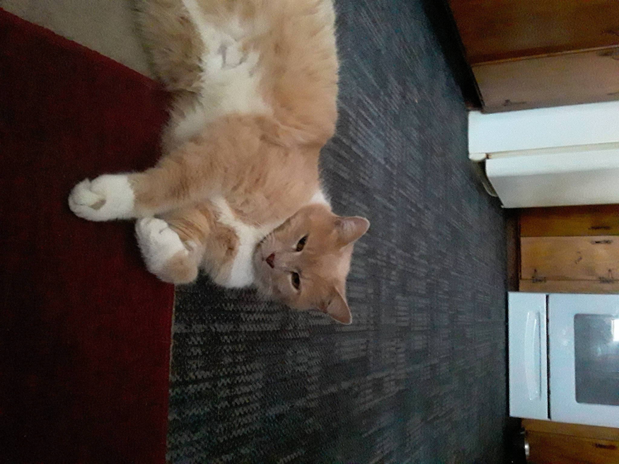 Kramer joined the competition — help win amazing prizes! canidae, carnivore, cat, claw, companion_dog, dog_breed, domestic_short_haired_cat, fawn, felidae, flooring, fur, hardwood, paw, small_to_medium_sized_cats, snout, tail, television, whiskers, wood, wood_stain