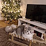 kitten, cat, sled, christmas_tree, ornaments, lights, living_room, rug, wooden, decor, holiday, cozy, furniture, tv, remote_control, candle, floor, indoor, pet, cute