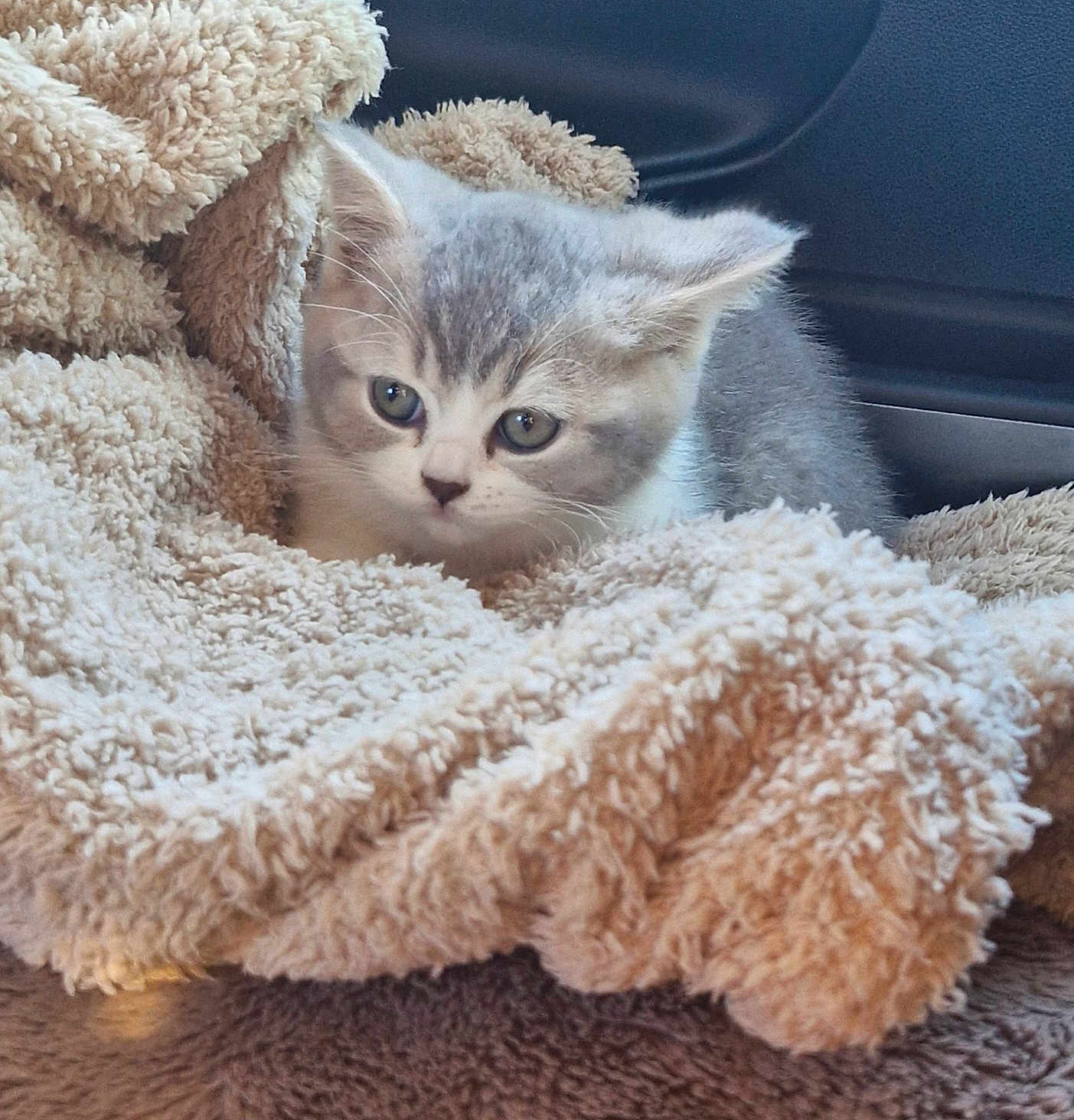 Misstinguette a rejoint le concours — aidez-le/la à gagner de superbes lots ! kitten, cat, blanket, furry, soft, cozy, animal, pet, cute, young, fur, indoor, resting, curious, small, comfort, warm, face, eyes, nose