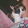 cat, calico, sleeping, pet, indoor, cozy, nap, fur, animal, collar, tag, human_arm, blanket, pink, black_clothing, cute, resting, domestic_animal, relaxation, comfort