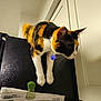 Cali joined the competition — help win amazing prizes! cat, calico_cat, pet, animal, curious, indoor, calendar, clip, black_surface, white, orange, fur, whiskers, ears, paws, claws, collar, tag, furniture, home