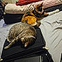 cat, bed, blanket, tablet, case, indoor, feline, resting, fur, collar, striped_cat, calico_cat, technology, cushion, domestic, relaxation, sleeping, home, cozy, furniture