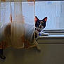 Cali joined the competition — help win amazing prizes! cat, calico_cat, window, curtain, sheer_curtain, sunflower_pattern, windowsill, pet, indoor, daylight, animal, feline, curious, relaxed, collar, tag, face, paw, tail, screen