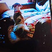 Roxy is registered to the contest to win money with this photo: animal, back_view, blanket, collar, comfort, couch, curtain, daylight, dog, domestic, fur, furniture, home, indoor, pet, relaxing, room, shadow, sitting, window