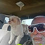 animal, beard, car_interior, casual, companion, daylight, dog, friendship, happy, indoor, leisure, man, pet, portrait, seat, smile, sunglasses, travel, white_dog, window