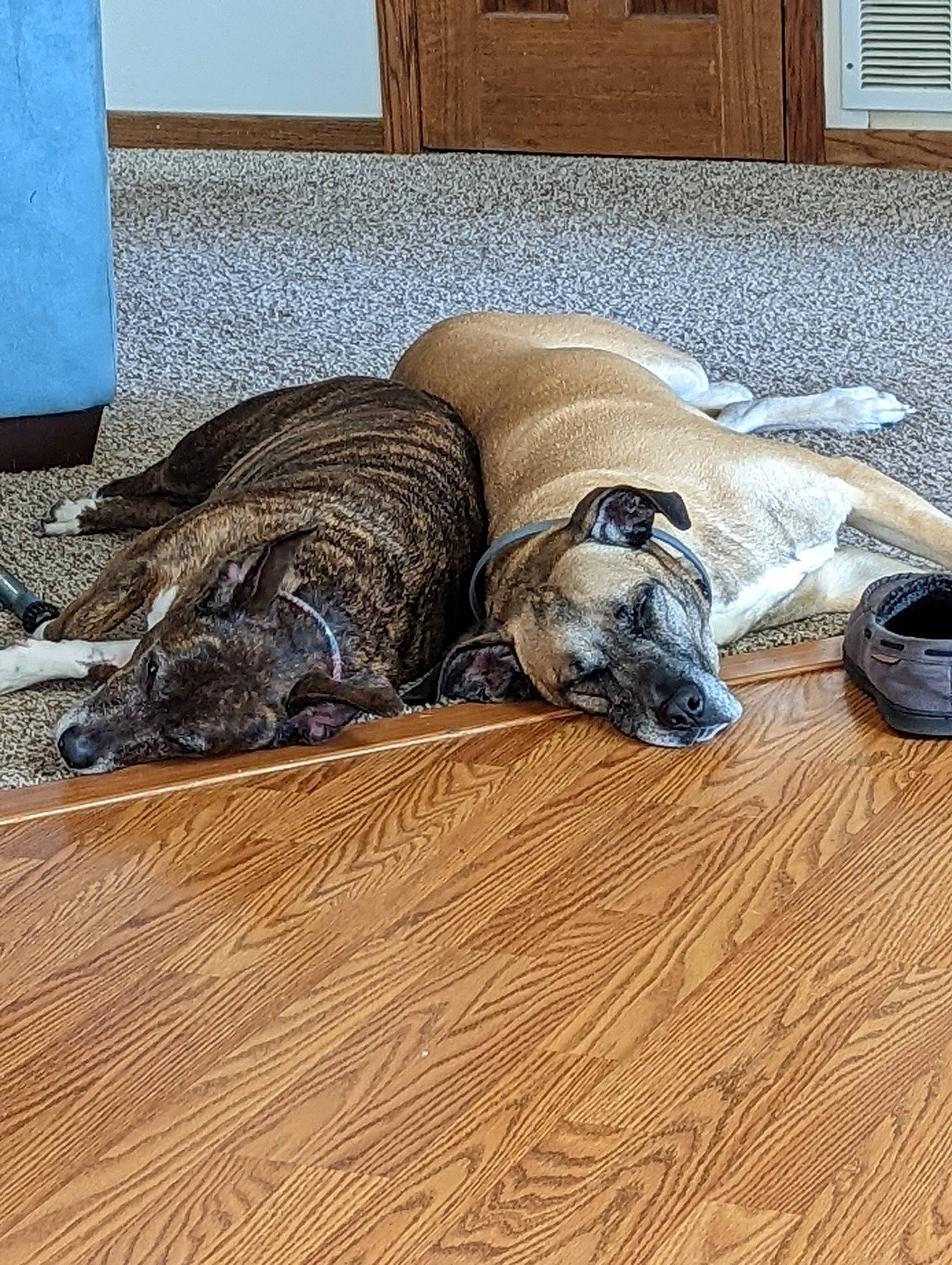 April is registered to the contest to win money with this photo: canidae, carnivore, comfort, companion_dog, dog, dog_breed, fawn, floor, flooring, fur, grey, hardwood, laminate_flooring, snout, sporting_group, tail, terrestrial_animal, wood, wood_flooring, working_animal