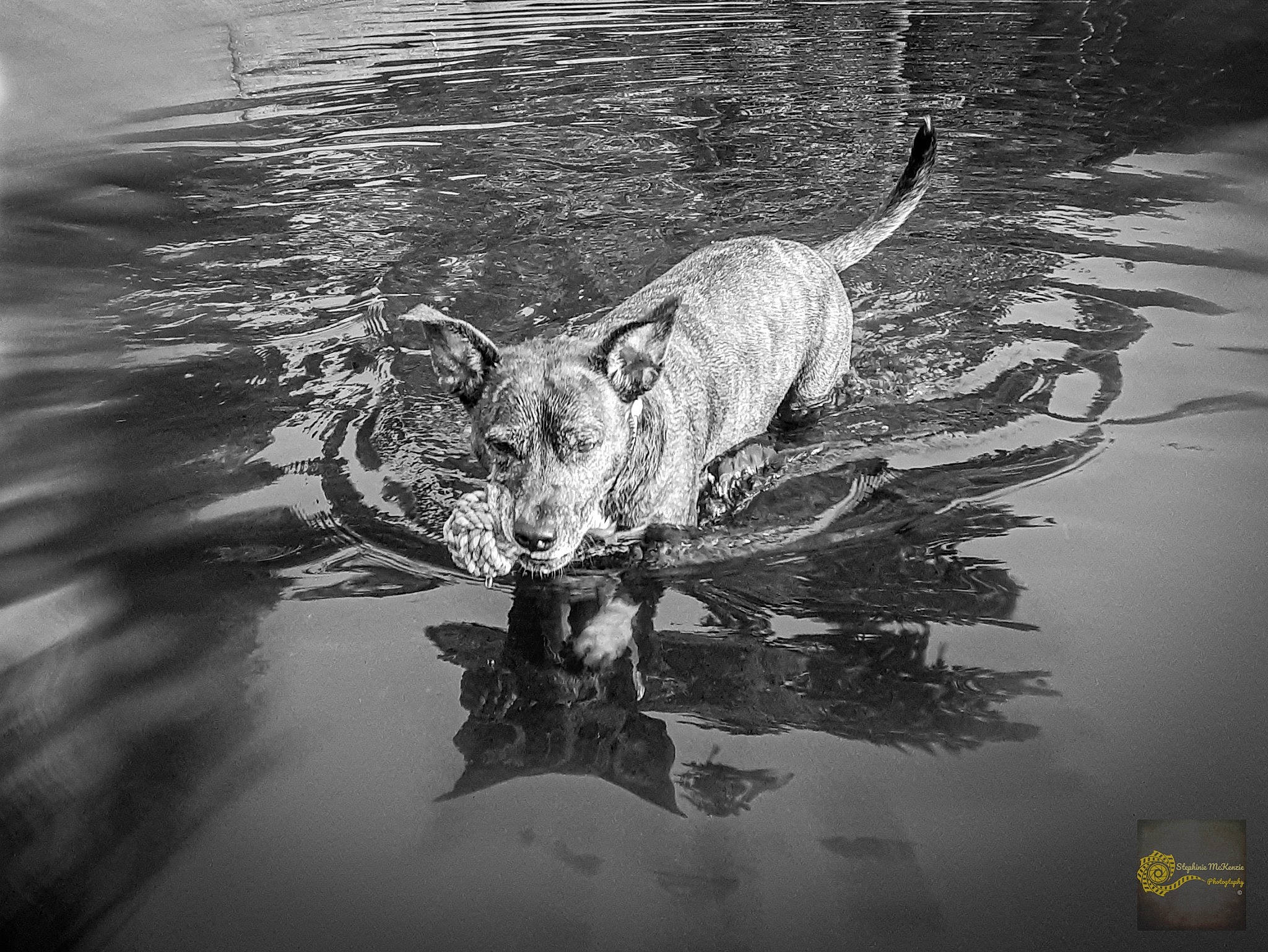 April is registered to the contest to win money with this photo: art, black_and_white, body_of_water, canidae, carnivore, grass, liquid, livestock, monochrome, monochrome_photography, painting, plant, reflection, snout, sporting_group, style, tail, terrestrial_animal, water, whiskers