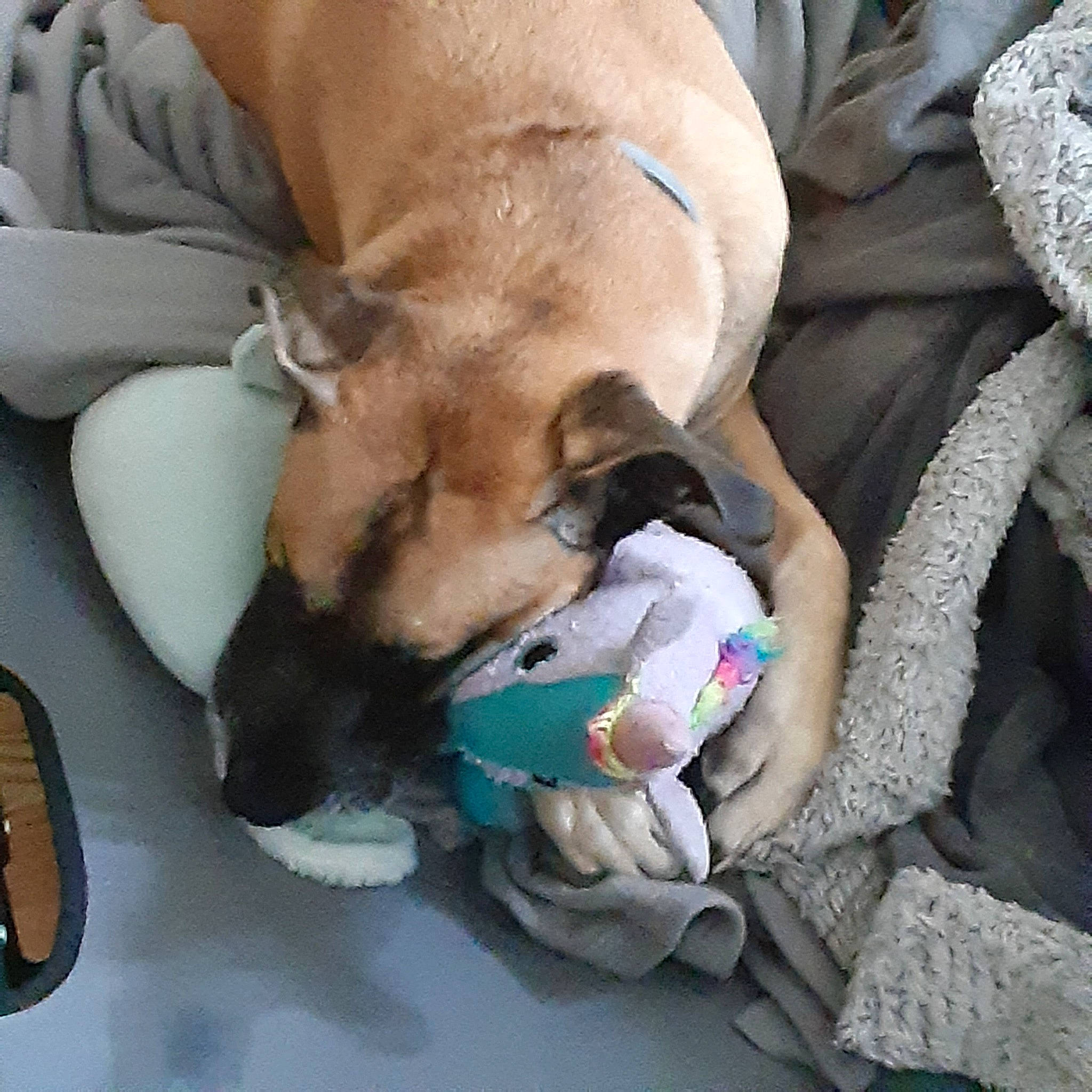 Rex joined the competition — help win amazing prizes! bag, baggage, canidae, carnivore, comfort, companion_dog, dog, dog_bed, dog_breed, dog_supply, fawn, felidae, linens, luggage_and_bags, pet_supply, sporting_group, tail, toy, toy_dog, working_animal