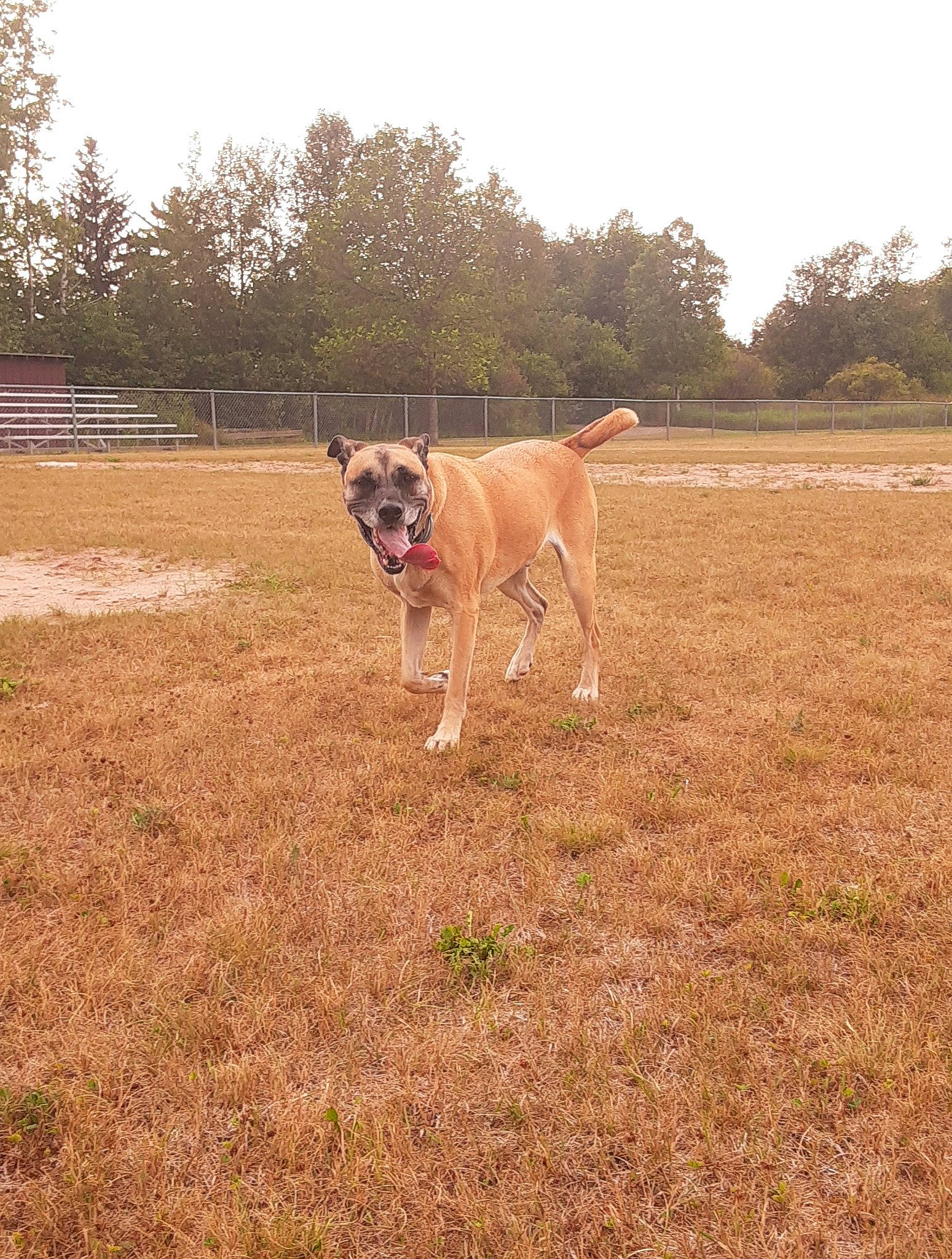 Rex is registered to the contest to win money with this photo: ball, bulldog, carnivore, collar, companion_dog, dog, dog_breed, dog_collar, fawn, grass, grassland, landscape, leash, plant, sky, soil, sporting_group, tail, tree, working_animal