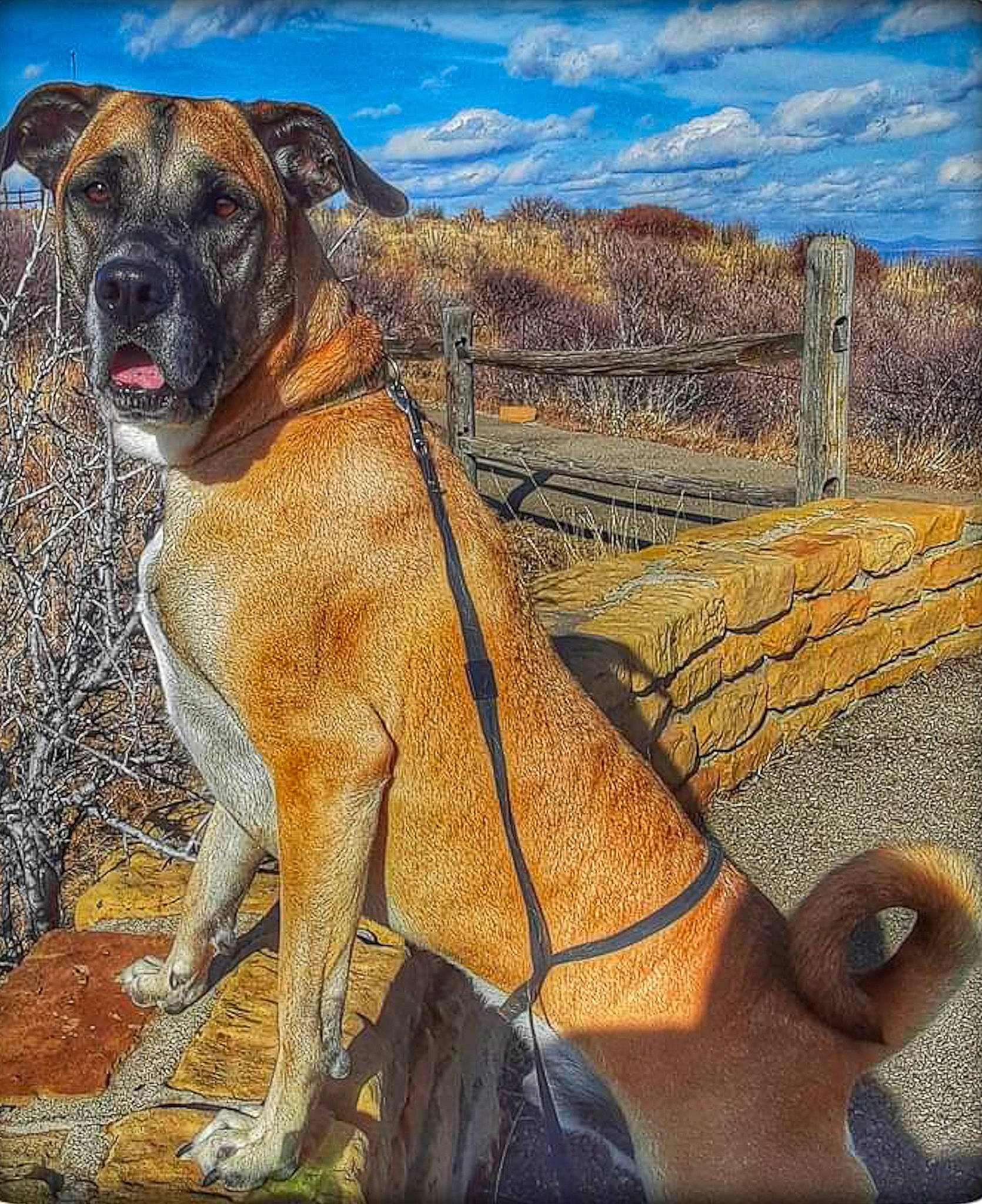 Rex is registered to the contest to win money with this photo: art, canidae, carnivore, cloud, collar, companion_dog, dog, dog_breed, dog_collar, fawn, landscape, liver, pet_supply, sky, snout, sporting_group, terrestrial_animal, wildlife, working_animal, wrinkle