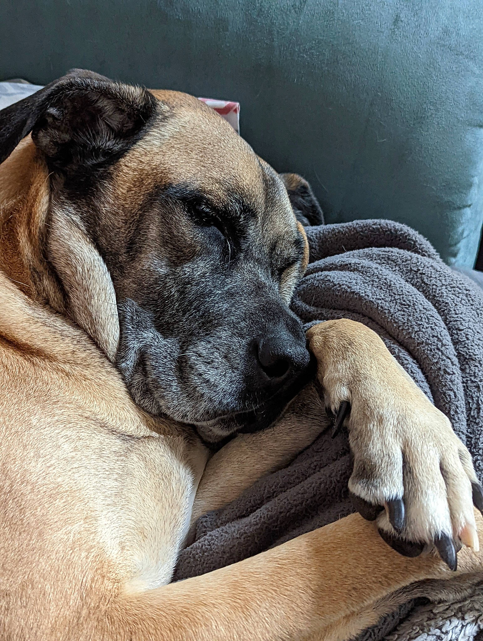 Rex joined the competition — help win amazing prizes! bored, canidae, carnivore, comfort, companion_dog, dog, dog_breed, dog_supply, fawn, fur, grey, nap, paw, pet_supply, snout, sporting_group, terrestrial_animal, whiskers, working_animal, wrinkle