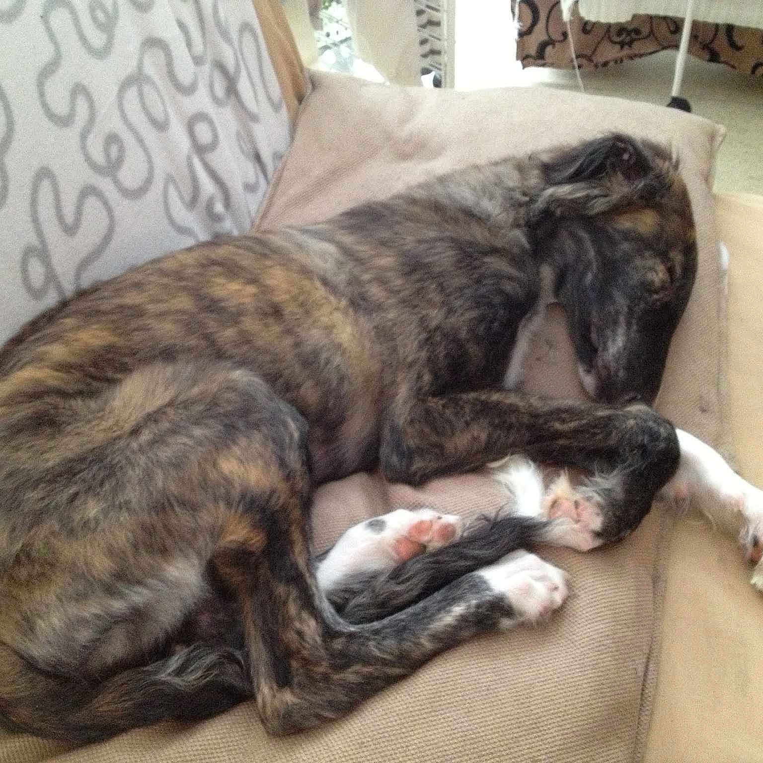 Iko