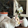 Romy participe au concours pour gagner de l'argent avec cette photo : cat, fluffy, cream_colored, flower, branch, indoor, potted_plant, vase, wooden_surface, curious, relaxed, decor, table, close_up, pet, whiskers, plant, white_flower, still_life, feline
