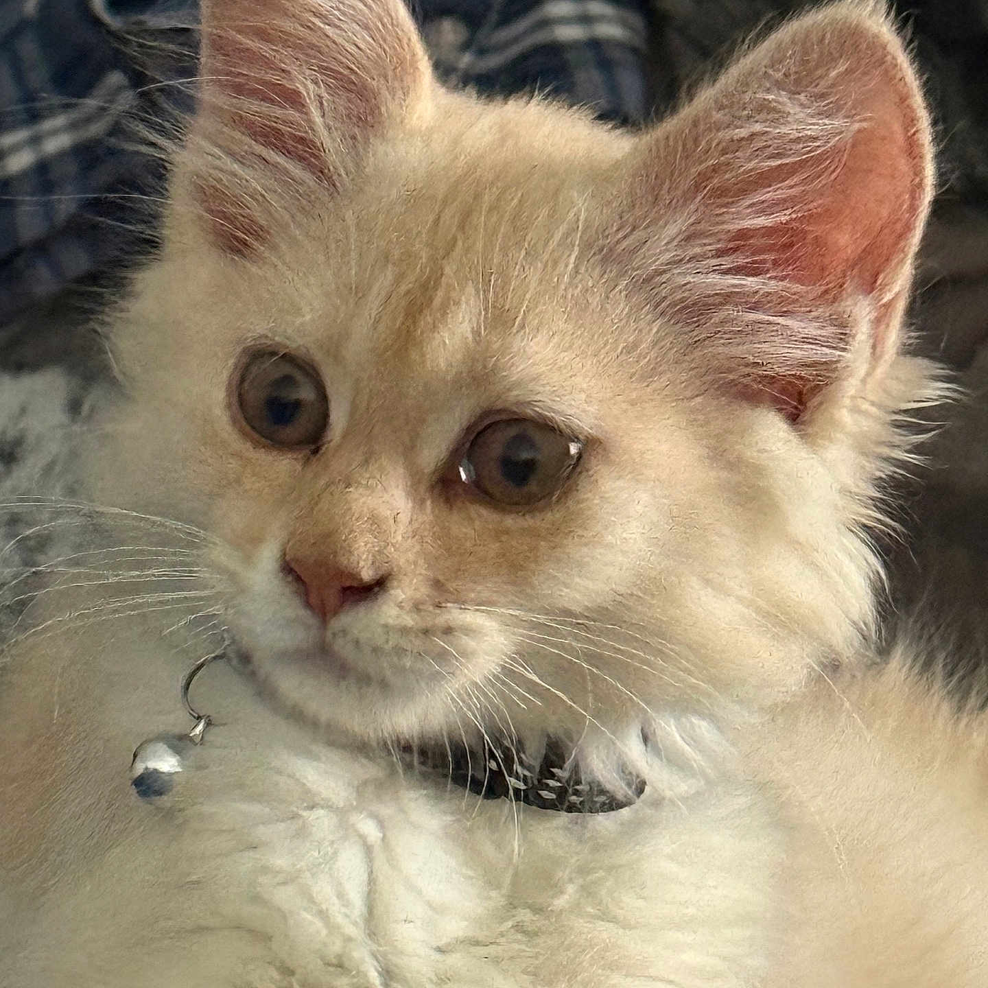 Romy a rejoint le concours — aidez-le/la à gagner de superbes lots ! animal, bell, cat, close_up, collar, cream_colored, curious, cute, domestic, ears, face, fluffy, fur, indoor, kitten, mammal, pet, portrait, whiskers, young