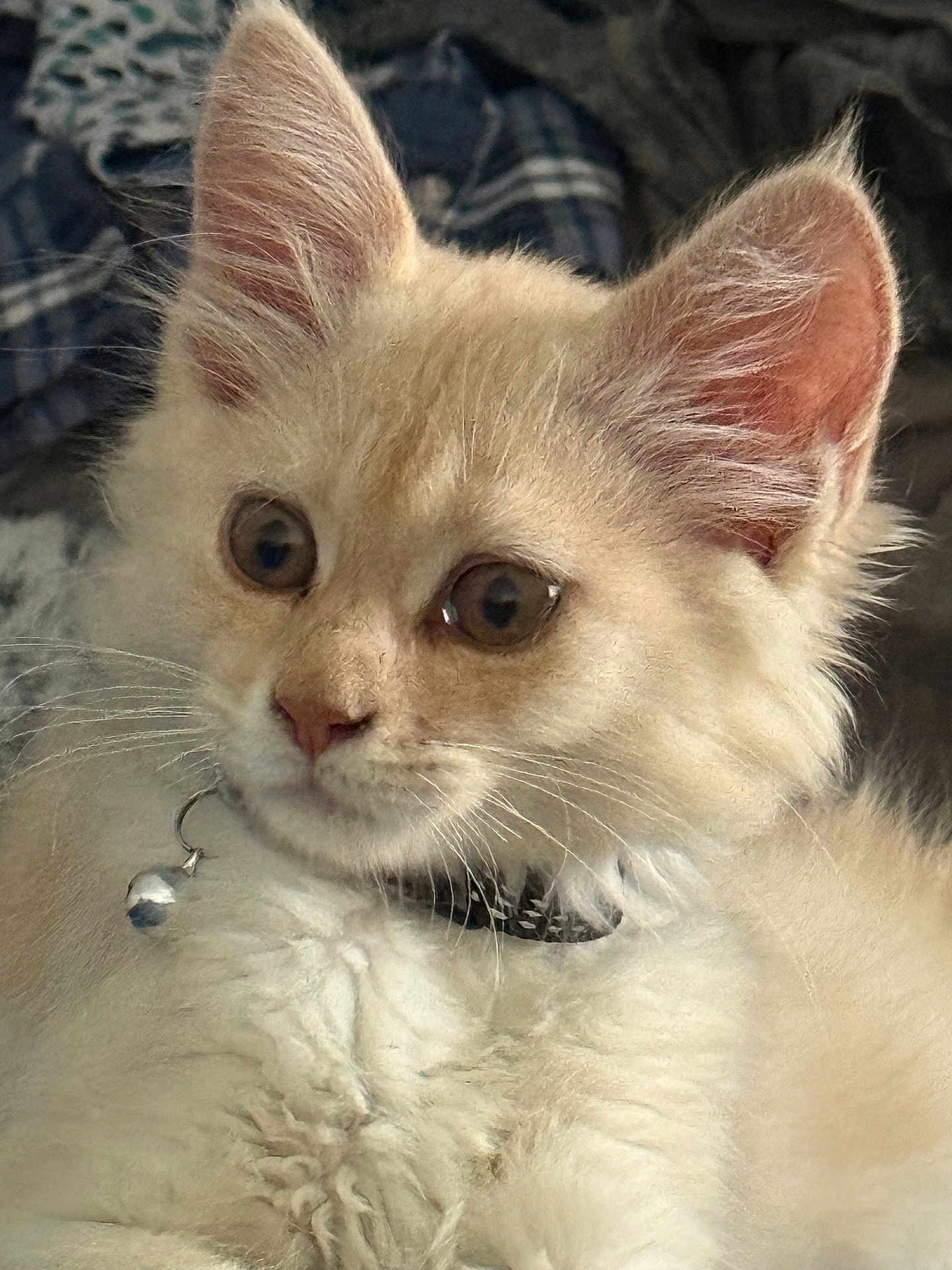 Romy a rejoint le concours — aidez-le/la à gagner de superbes lots ! kitten, cat, close_up, fluffy, cream_colored, pet, collar, bell, whiskers, ears, fur, cute, indoor, young, animal, mammal, face, portrait, curious, domestic