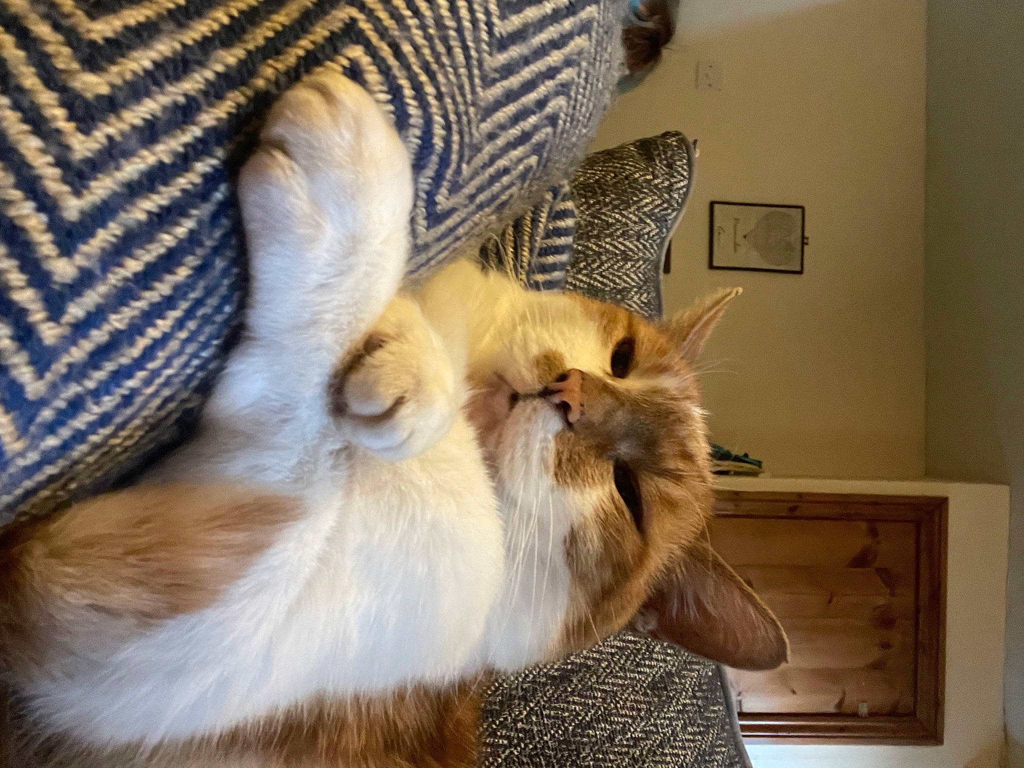 Kevin joined the competition — help win amazing prizes! canidae, carnivore, cat, chair, claw, comfort, companion_dog, couch, dog_breed, fawn, felidae, fur, hardwood, nap, paw, small_to_medium_sized_cats, snout, tail, whiskers, wood