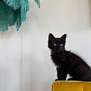 Ani is registered to the contest to win money with this photo: animal, black_kitten, bright_eyes, cat, curious, cute, domestic, feline, fluffy, furniture, green_feathers, indoor, minimalist, mustard_chair, perched, pet, side_view, small, wall, young_animal