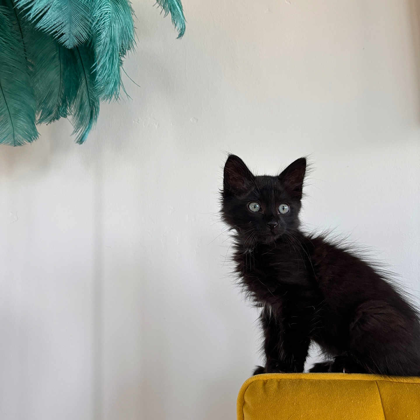 Ani is registered to the contest to win money with this photo: animal, black_kitten, bright_eyes, cat, curious, cute, domestic, feline, fluffy, furniture, green_feathers, indoor, minimalist, mustard_chair, perched, pet, side_view, small, wall, young_animal