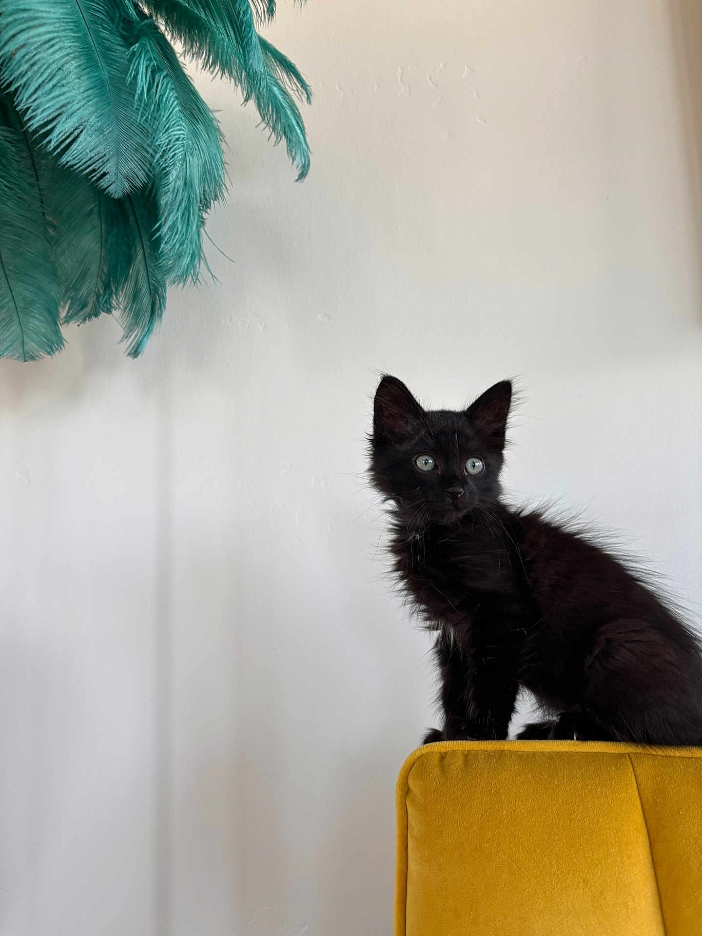 Ani is registered to the contest to win money with this photo: animal, black_kitten, bright_eyes, cat, curious, cute, domestic, feline, fluffy, furniture, green_feathers, indoor, minimalist, mustard_chair, perched, pet, side_view, small, wall, young_animal