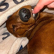 Regis Lebras participe au concours pour gagner de l'argent avec cette photo : animal, blanket, brown_dog, closeup, cozy, cute, dog, domestic_animal, fur, hand, indoor, nose, paw, pet, playing, relaxation, resting, sleeping, snuggling, teeth