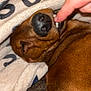 animal, blanket, brown_dog, closeup, cozy, cute, dog, domestic_animal, fur, hand, indoor, nose, paw, pet, playing, relaxation, resting, sleeping, snuggling, teeth