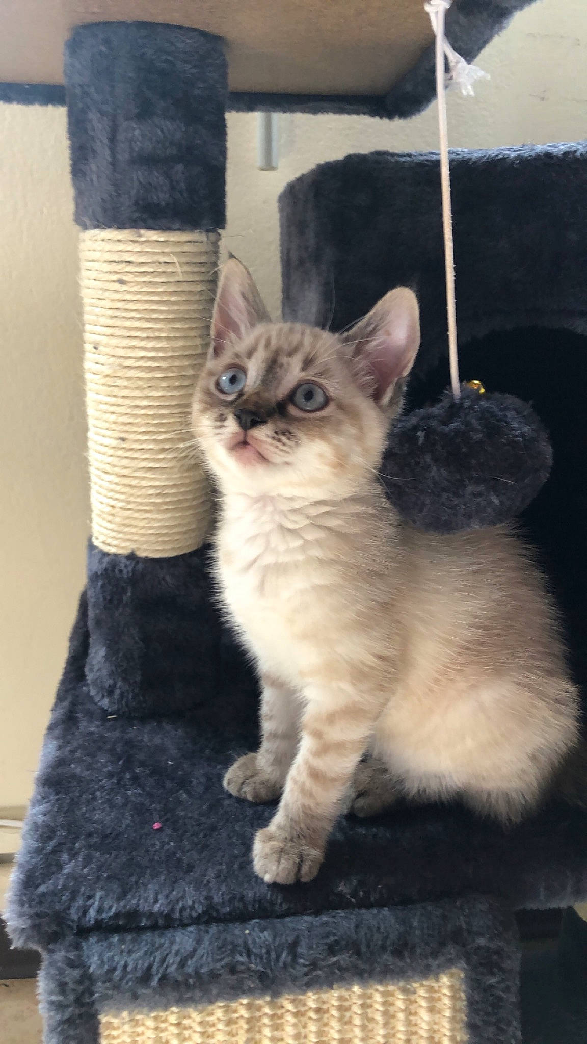 Tyna participe au concours pour gagner de l'argent avec cette photo : carnivore, cat, claw, domestic_short_haired_cat, eye, fawn, felidae, foot, fur, human_leg, leg, paw, sitting, small_to_medium_sized_cats, snout, sock, tail, tree, whiskers, window