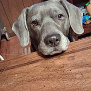 Bella is registered to the contest to win money with this photo: dog, canine, gray_dog, dog_face, nose, eyes, ears, wooden_table, wood_paneling, furniture, indoor, pet, close_up, portrait, pet_toy, curious, pleading_look, domestic, floor, muzzle