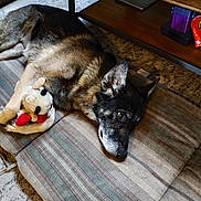 Brienne joined the competition — help win amazing prizes! dog, german_shepherd, plush_toy, cushion, striped, indoor, carpet, wooden_table, relaxed, pet, animal, lying_down, home, cozy, brown, black_fur, ears, floor, toy, resting