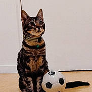 Gatoune a rejoint le concours — aidez-le/la à gagner de superbes lots ! cat, tabby, soccer_ball, indoor, pet, animal, curious, sitting, floor, collar, whiskers, ears, tail, feline, domestic, striped, playful, toy, closeup, young