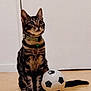 cat, tabby, soccer_ball, indoor, pet, animal, curious, sitting, floor, collar, whiskers, ears, tail, feline, domestic, striped, playful, toy, closeup, young