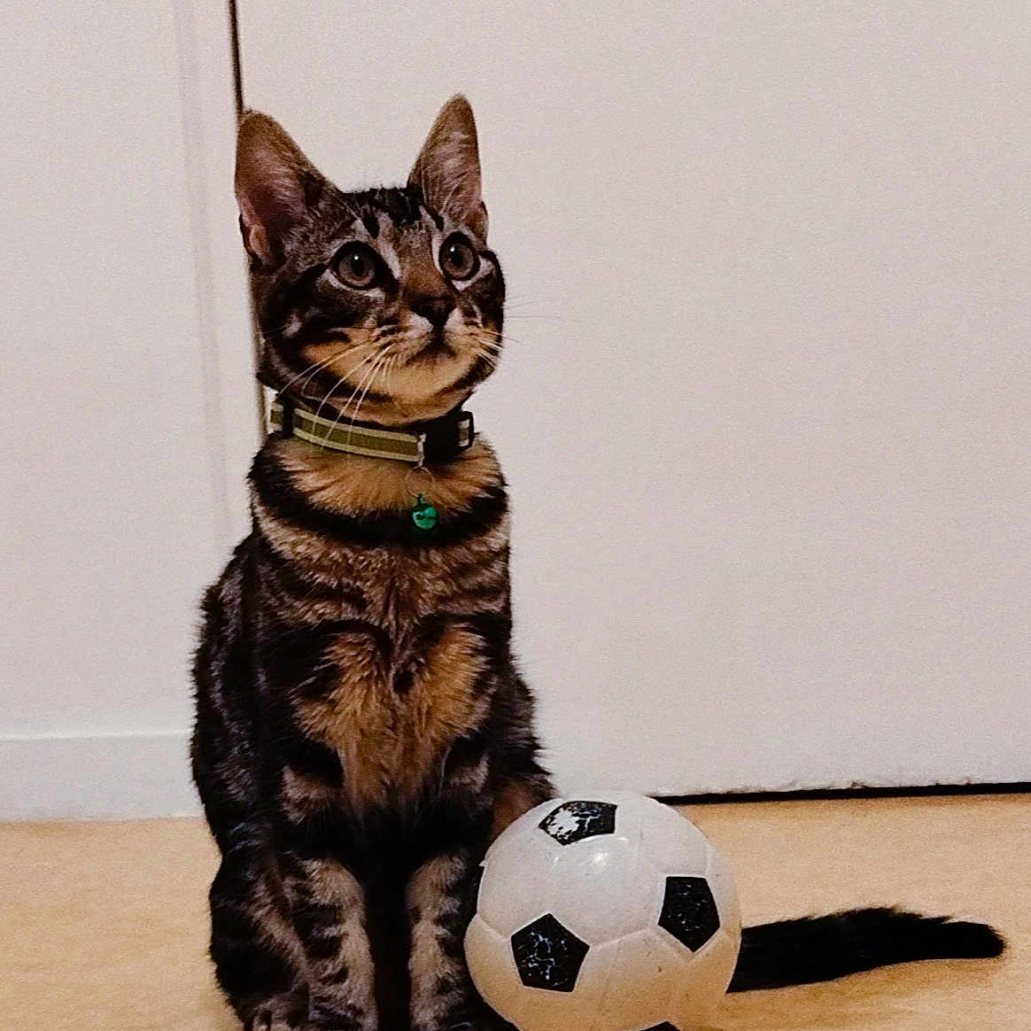 Gatoune a rejoint le concours — aidez-le/la à gagner de superbes lots ! animal, cat, closeup, collar, curious, domestic, ears, feline, floor, indoor, pet, playful, sitting, soccer_ball, striped, tabby, tail, toy, whiskers, young