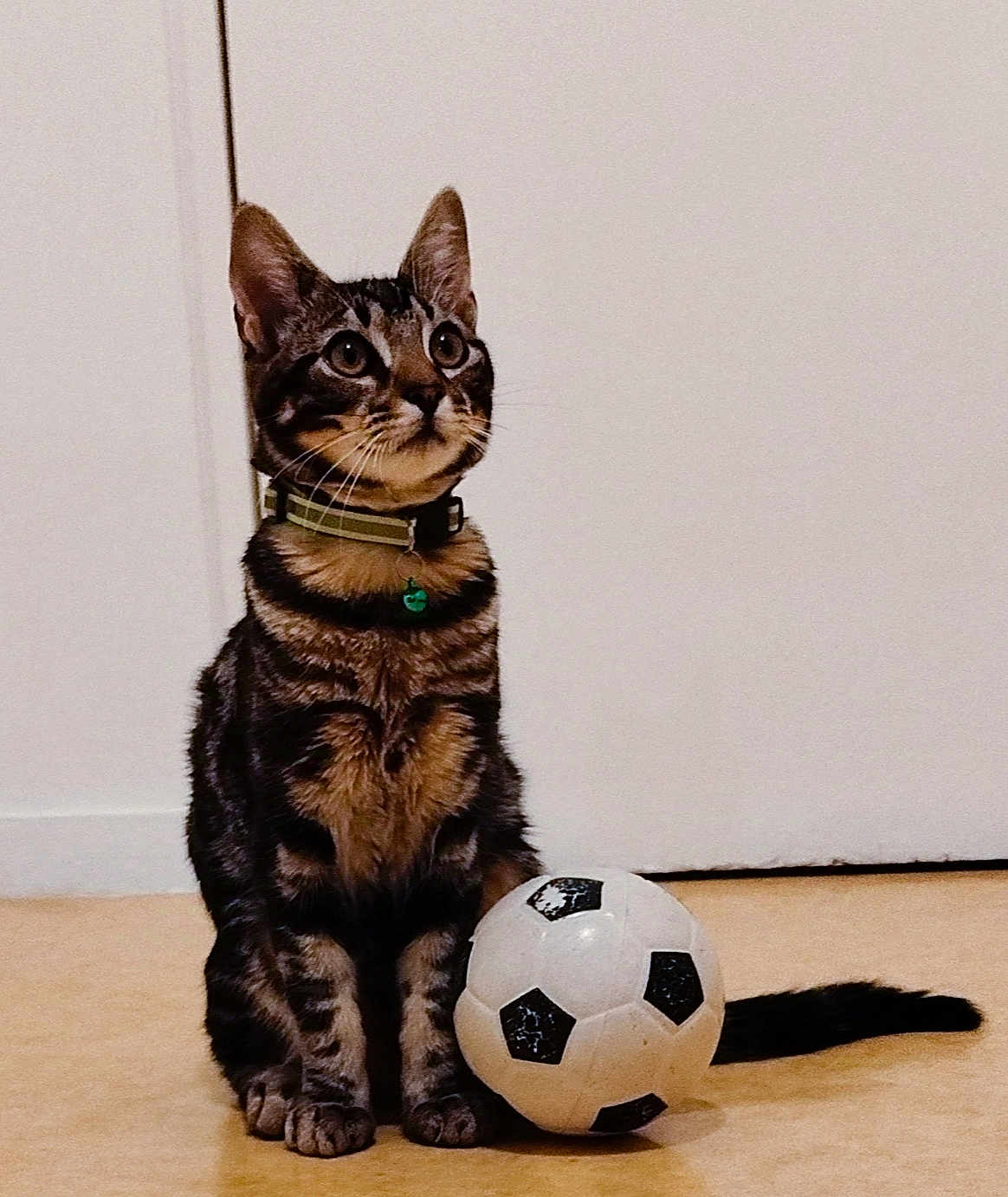Gatoune a rejoint le concours — aidez-le/la à gagner de superbes lots ! cat, tabby, soccer_ball, indoor, pet, animal, curious, sitting, floor, collar, whiskers, ears, tail, feline, domestic, striped, playful, toy, closeup, young