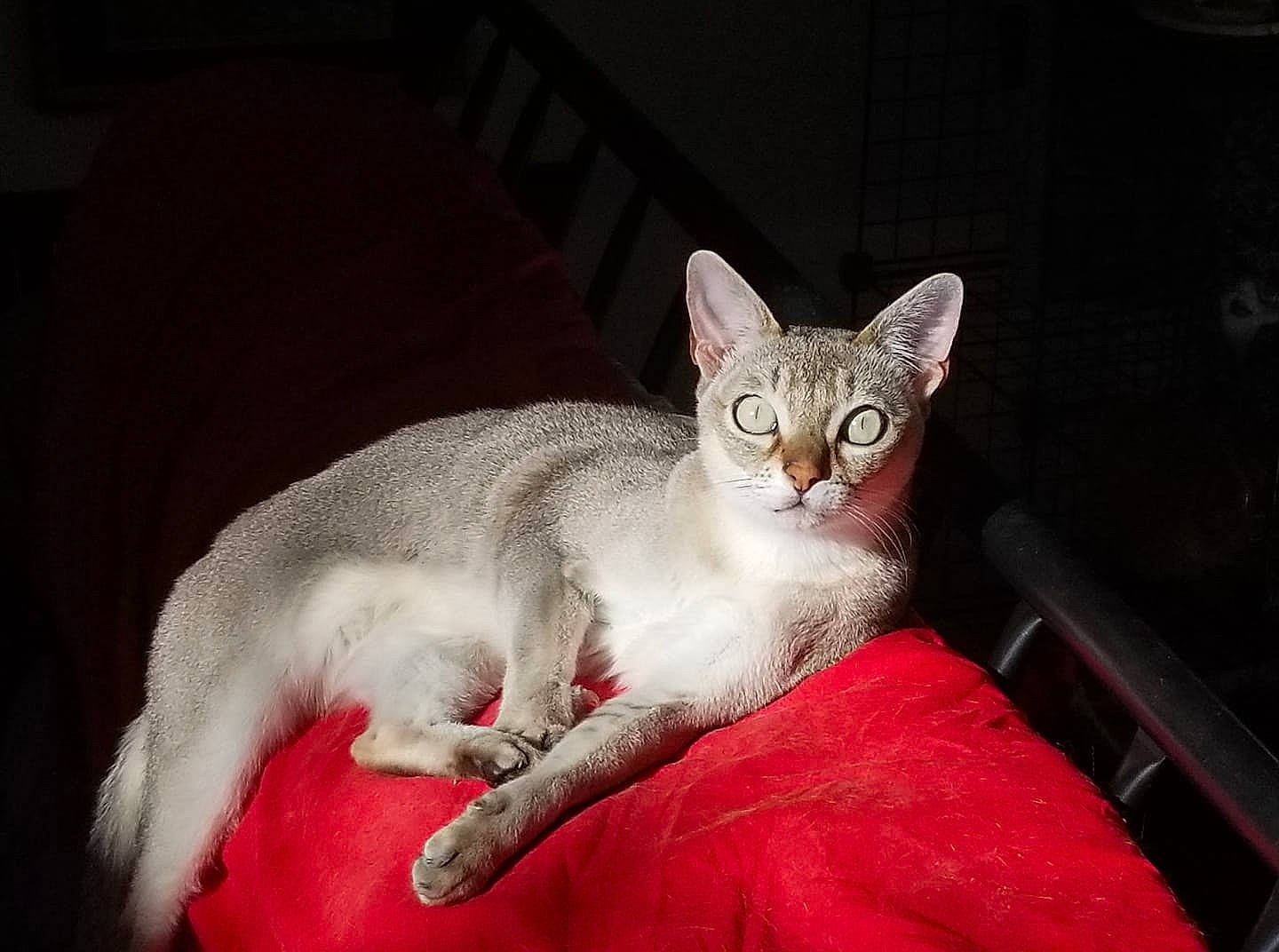 Hod is registered to the contest to win money with this photo: aegean_cat, american_wirehair, arabian_mau, asian, australian_mist, burmilla, carnivore, cat, chausie, domestic_short_haired_cat, european_shorthair, felidae, german_rex, mammal, ojos_azules, singapura, small_to_medium_sized_cats, vertebrate, whiskers