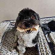 Réglisse participe au concours pour gagner de l'argent avec cette photo : dog, bone, pet, black, white, fur, bed, bedspread, pattern, indoor, animal, cute, smiling, teeth, muzzle, fur_pattern, canine, companion, toy, happy