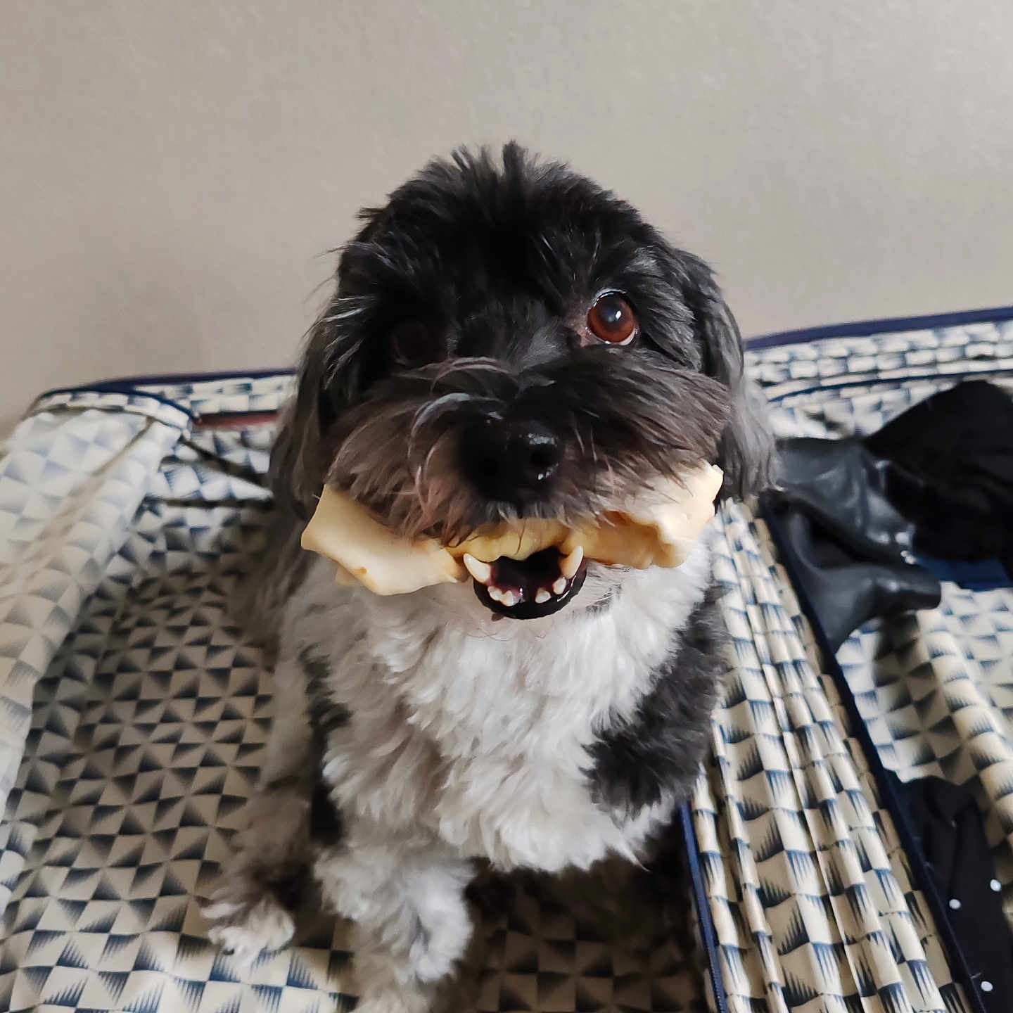 Réglisse participe au concours pour gagner de l'argent avec cette photo : dog, bone, pet, black, white, fur, bed, bedspread, pattern, indoor, animal, cute, smiling, teeth, muzzle, fur_pattern, canine, companion, toy, happy