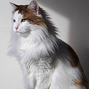 Rizzo a rejoint le concours — aidez-le/la à gagner de superbes lots ! cat, fluffy, white, brown, sitting, indoor, sunlight, shadow, feline, pet, animal, portrait, fur, whiskers, paw, domestic, calm, quiet, side_view, cute