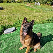 Talia a rejoint le concours — aidez-le/la à gagner de superbes lots ! animal, backyard, canine, countryside, dog, field, germanshepherd, grass, grassland, green, lawn, nature, outdoors, pet, plant, policedog, puppy, tree, wood, yard