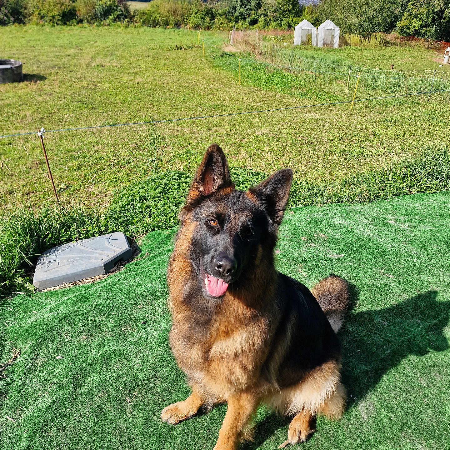 Talia a rejoint le concours — aidez-le/la à gagner de superbes lots ! animal, backyard, canine, countryside, dog, field, germanshepherd, grass, grassland, green, lawn, nature, outdoors, pet, plant, policedog, puppy, tree, wood, yard