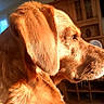 animal, close_up, cozy, dog, domestic, ears, fur, golden_retriever, house, indoor, mammal, pet, profile, side_view, snout, sunlight, warm_light, whiskers, window, wooden_furniture