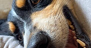Valdi participe au concours pour gagner de l'argent avec cette photo : animal, arm, black_and_tan, brown_eye, canine, close_up, couch, dog, funny, indoor, long_fur, nose, open_mouth, person, pet, playful, portrait, smiling, teeth, whiskers