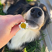 Valdi participe au concours pour gagner de l'argent avec cette photo : animal, black_and_white, close_up, cute, daisy, dog, flower, fur, garden, grass, hand, nature, nose, outdoor, pet, playful, portrait, snout, sunlight, whiskers