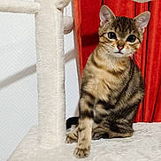 Toasty participe au concours pour gagner de l'argent avec cette photo : animal, cat, cat_tree, curious, cute, domestic, ears, feline, fluffy, fur, indoor, kitten, pet, playful, pom_pom, red_curtain, sitting, tabby, whiskers, young