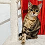 animal, cat, cat_tree, curious, cute, domestic, ears, feline, fluffy, fur, indoor, kitten, pet, playful, pom_pom, red_curtain, sitting, tabby, whiskers, young