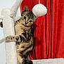 Toasty a rejoint le concours — aidez-le/la à gagner de superbes lots ! animal, cat, cat_tree, climbing, cozy, curious, cute, ears, feline, fur, home, indoor, paws, pet, playful, red_curtains, tabby, tail, toy, white