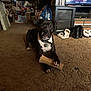 dog, bone, carpet, living_room, television, slippers, boots, cabinet, box, shelf, clutter, indoor, pet, black_dog, white_chest, collar, floor, household_items, furniture, relaxed