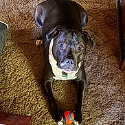 Rhyn is registered to the contest to win money with this photo: alert, animal, ball, black_and_white, canine, carpet, collar, cute, dog, domestic, floor, fur, home, indoor, looking_up, lying_down, paws, pet, playful, toy