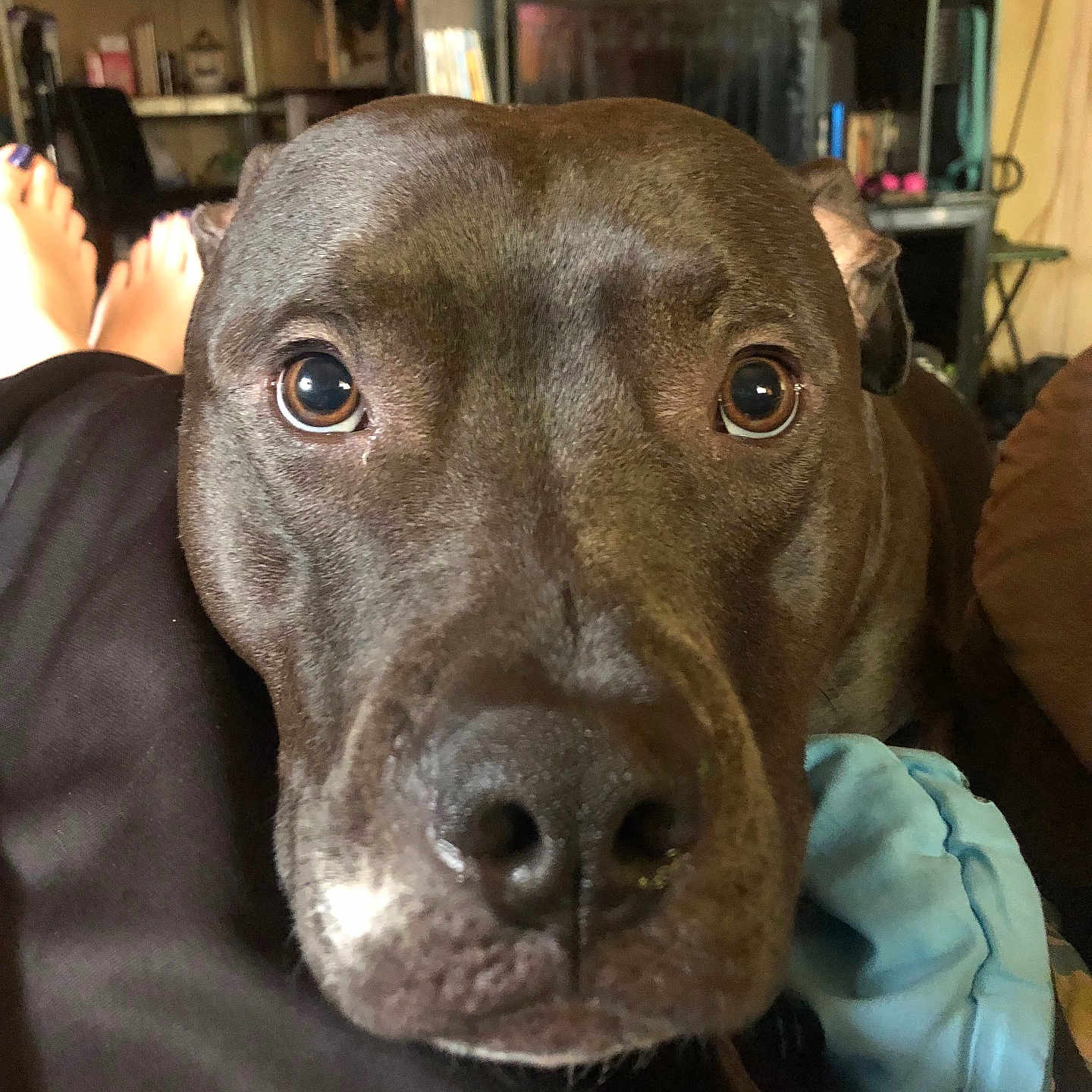 Rhyn is registered to the contest to win money with this photo: animal, blanket, brown, casual, close_up, companion, cozy, curious, dog, eyes, face, feet, furniture, indoor, living_room, nose, person, pet, relaxed, resting