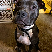 Rhyn is registered to the contest to win money with this photo: dog, black_dog, white_chest, collar, pet, indoor, carpet, kitchen, floor, furniture, tag, ears, animal, domestic_animal, canine, looking_up, sitting, household, brown_eyes, cute